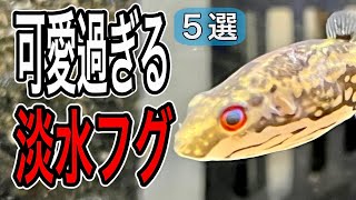 信じられない可愛さ 淡水で飼えるフグ5選【淡水魚 アクアリウム】 [upl. by Carlene]