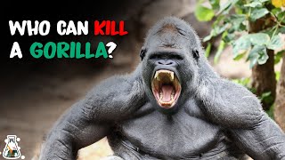 6 Animals That Could Defeat A Gorilla [upl. by Deana]