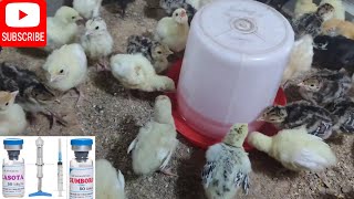 How To Give Lasota Gumboro Vaccine To Turkeys Prevent Disease in Turkey Farming [upl. by Angelo]