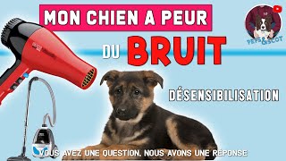 MON CHIEN A PEUR DU BRUIT [upl. by Rhett]