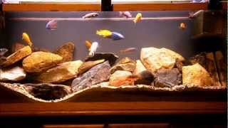 55g Lake Malawi Cichlid Tank [upl. by Iemaj]