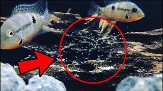 Firemouth Cichlid Breeding [upl. by Sucy]