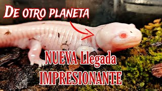 IMPRESIONANTE UNBOXING Nueva llegada de animales de HAMM Reptiles y anfibios ESPECTACULARES [upl. by Bellina]