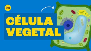 CÉLULA VEGETAL Estrutura e Funções [upl. by Meridel]