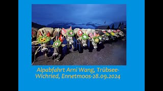 Alpabfahrt Arni Wang Untertrübsee  Wichried Ennetmoos vom 28092024 [upl. by Hardej]