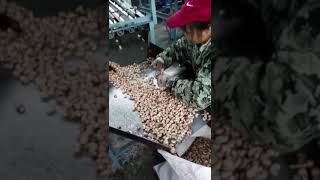 Cashew Nut Processing Line [upl. by Eiramaliehs]