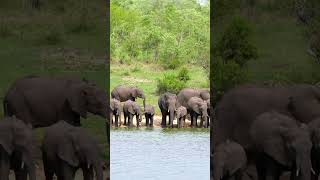 Elephant at Kruger National Park South Africa [upl. by Rubio]