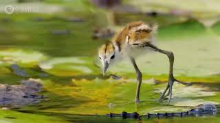 Jacana Dad Rescues his Chicks from a Crocodile in Africa [upl. by Ezalb]