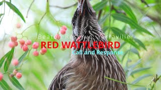 Red Wattlebird — Call and Response [upl. by Ocirema439]