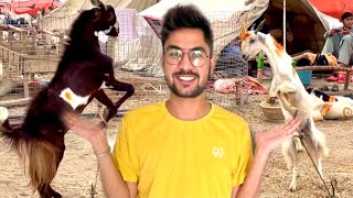 MY FIRST QURBANI BARI EID 2021 Vlog 70 [upl. by Airdnalahs]