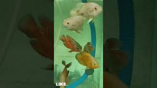 fishing viralvideo oscerfish kalimuskan aquarium fypシ゚viral shortsviral [upl. by Esina18]