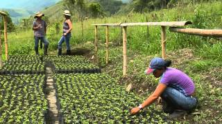 Producción de Maracuyá en Escuela de Campo [upl. by Rehpotsihc]