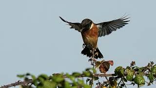 stonechat in flight and feeding on insects [upl. by Odab]