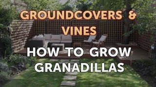 How to Grow Granadillas [upl. by Noirda27]