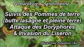 SUIVIS POMME DE TERRE ATTAQUE DORYPHORE ET INVASION LISERON AU POTAGER EN PERMACULTURE [upl. by Doniv]