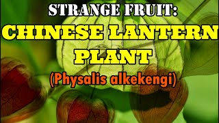 Strange Chinese Lantern Plant Physialis Alkekengi [upl. by Tnarg]