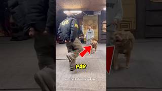 Chien militaire montre ses talents 🤯 [upl. by Jansson302]