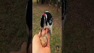 Instant Mr Hairy Woodpecker II to the Kitchen Window November 29 2024 shorts birds birdlovers [upl. by Vita]