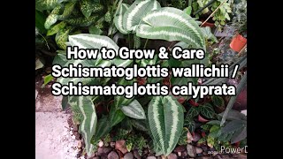 How to Grow amp Care Schismatoglottis wallichii  Schismatoglottis calyprata Plant [upl. by Harlan785]