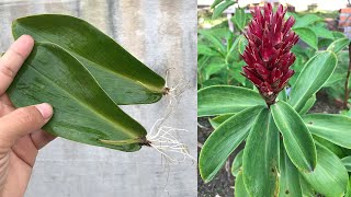 Tips for propagating Costus speciosus from leaves [upl. by Lacefield]