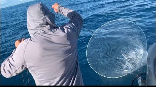 How to catch Ballyhoo  Hoop net [upl. by Carpet17]