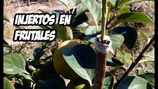 Como Hacer Injertos en Arboles Frutales  Muy Facil [upl. by Aneahs]