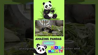 Amazing Panda Facts For Kids [upl. by Nnylrac]