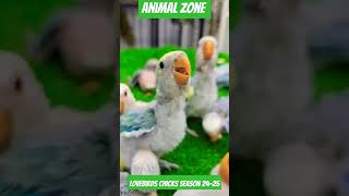 animal pets lover macaw cockatoo youtubeshorts youtube ytshorts yt trending india pak [upl. by Leeke573]