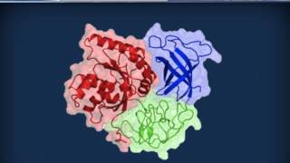 Biochimica strutturale  Proteine ed enzimi [upl. by Camm]