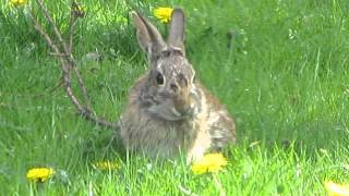 Happy Bunny eating Dandelions [upl. by Leohcin848]