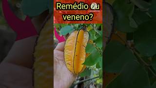 Carambola é PERIGOSO para a saúde Comer Carambola faz mal carambola perigosdacambola [upl. by Weisler]