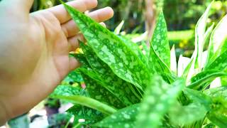 Lungwort Pulmonaria Growing and Heat Tips [upl. by Etireugram]