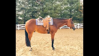 2016 AQHA All  Around Gelding sired by Certain Potential [upl. by Osher279]