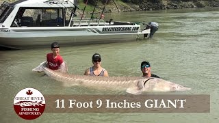 Great River Fishing Fraser River Canyon Sturgeon Fishing Experience [upl. by Rip]