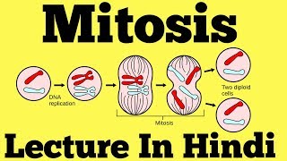 Mitosis  Cell Division Hindi [upl. by Susan971]