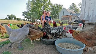 What it’s like to live with 85 chickens [upl. by Gnehc]