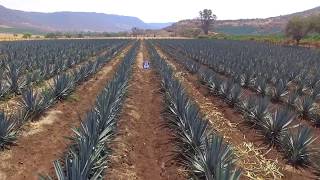 Fertilización de Agave Programa de Nutrición Yara [upl. by Nidak]