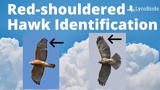 How to Identify a Redshouldered Hawk  Raptor Identification [upl. by Fulvi415]