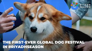 The Global Dog Festival  مهرجان الكلاب العالمي [upl. by Cristian676]