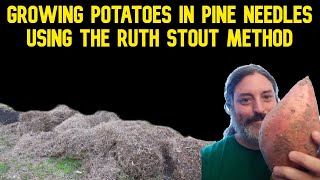 Can you Grow Potatoes In Pine Needles  Ruth Stout Variation [upl. by Alehs]