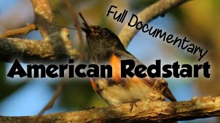 American Redstart full documentary ID food  how to ID habitat nesting behavior [upl. by Jenine905]