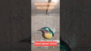 Kowul jantan 161rb kicaumania abadibirdcibinong [upl. by Venus]