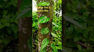 How to grow betel leaf plant  betelplant Village life YouTube shorts [upl. by Cressy353]