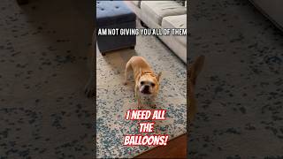 Greedy dog wants All Balloons funnydogs frenchbulldog cutedogs funnypets [upl. by Chen]