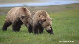 Brown Bears mating  close approach Katmai National Park June 13 2024 [upl. by Florian]