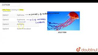 Jelly Fishes belong to class Hydrozoa [upl. by Teodoro189]