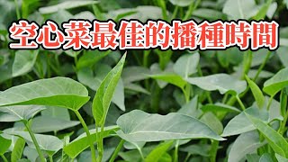 空心菜（通菜）幾月份播種最適合？ [upl. by Kenna]