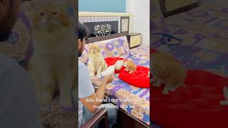 Billu amazing😜😜catcomedy billicomedy viralcat cat catshorts sajidcat catvideo [upl. by Dragone189]