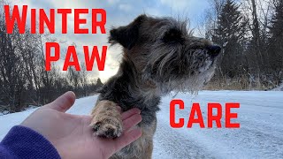 Should You Use Paw Wax or Booties  How to Care for Dog Paws While Winter Hiking [upl. by Behlke218]