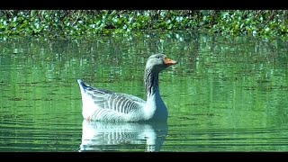 Greylag Goose in wetland [upl. by Garlanda579]